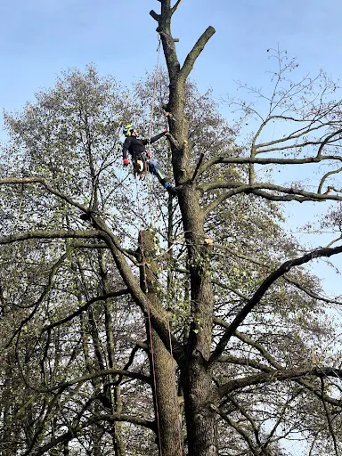 4rope - alpinistyczna wycinka drzew, prace wysokościowe